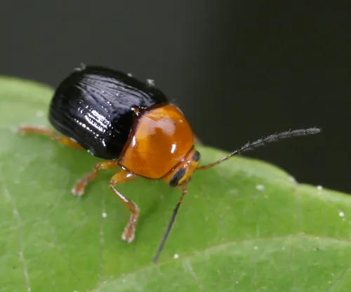 Lustrous Cryptocephalus - photo 3