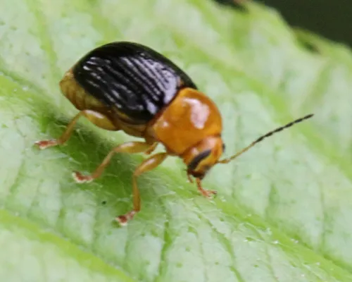 Lustrous Cryptocephalus - photo 4