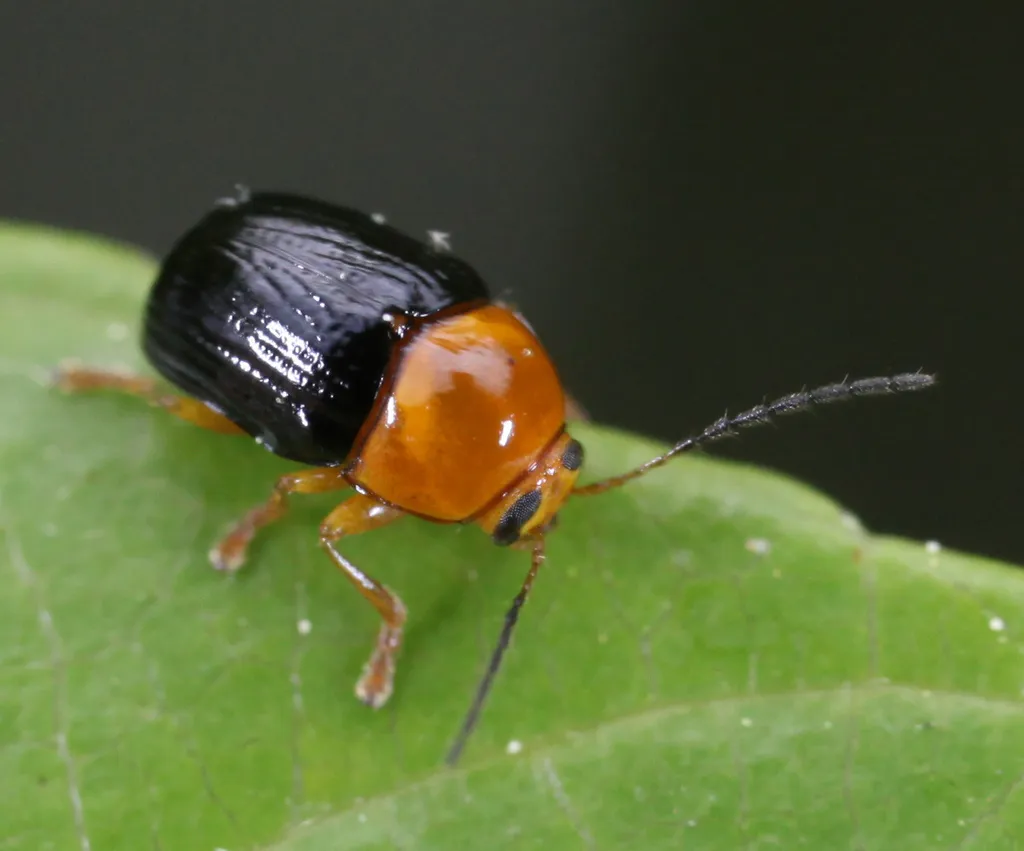 Lustrous Cryptocephalus - photo 5