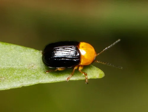 Lustrous Cryptocephalus - photo 6