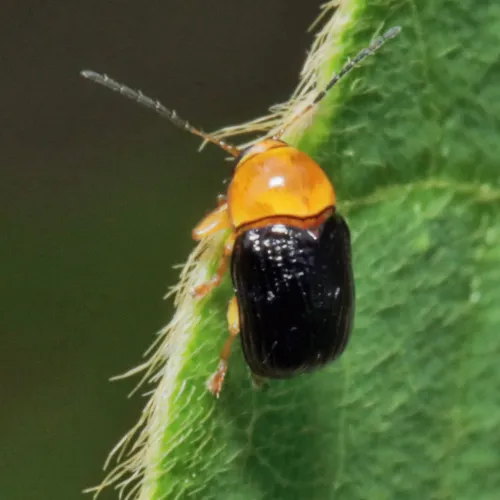 Lustrous Cryptocephalus - photo 7