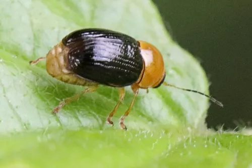 Lustrous Cryptocephalus - photo 8