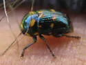 Cryptocephalus nigrocinctus - photo 2