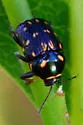 Cryptocephalus nigrocinctus - photo 4
