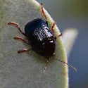Cryptocephalus nigrocinctus - photo 5