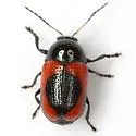 Cryptocephalus notatus - photo 2
