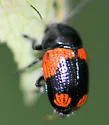Cryptocephalus notatus - photo 3