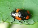Cryptocephalus notatus - photo 4
