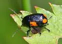 Cryptocephalus notatus - photo 5