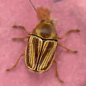 Cryptocephalus obsoletus - Cryptocephalus obsoletus