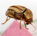 Cryptocephalus obsoletus - photo 2