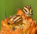 Cryptocephalus obsoletus - photo 3