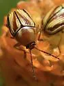 Cryptocephalus obsoletus - photo 4