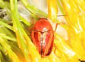 Cryptocephalus obsoletus - photo 5