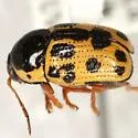 Cryptocephalus optimus - photo 2