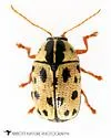 Cryptocephalus optimus - photo 3