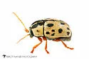 Cryptocephalus optimus - photo 4