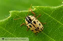 Cryptocephalus optimus - photo 5
