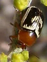 Cryptocephalus pallidicinctus - photo 2