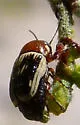 Cryptocephalus pallidicinctus - photo 3