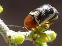 Cryptocephalus pallidicinctus - photo 4
