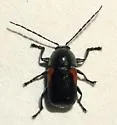 Cryptocephalus pinicolus