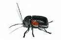 Cryptocephalus pinicolus - photo 2