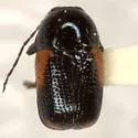 Cryptocephalus pinicolus - photo 3