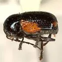 Cryptocephalus pinicolus - photo 4