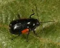 Cryptocephalus pinicolus - photo 5