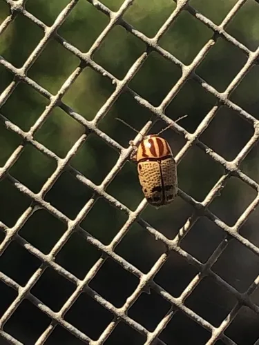 Cryptocephalus pseudomaccus - photo 2