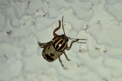 Cryptocephalus pseudomaccus - photo 3
