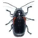 Cryptocephalus pubicollis - photo 2