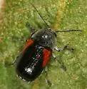 Cryptocephalus pubicollis - photo 3