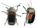 Cryptocephalus pubicollis - photo 4