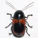 Cryptocephalus pubiventris - Cryptocephalus pubiventris