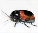 Cryptocephalus pubiventris - photo 2
