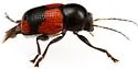 Cryptocephalus pubiventris - photo 3