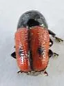 Cryptocephalus pubiventris - photo 4