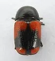 Cryptocephalus pubiventris - photo 5