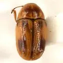 Cryptocephalus pumilus - photo 2