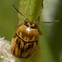 Cryptocephalus pumilus - photo 3