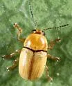 Cryptocephalus pumilus - photo 4