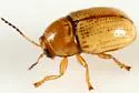 Cryptocephalus pumilus - photo 5