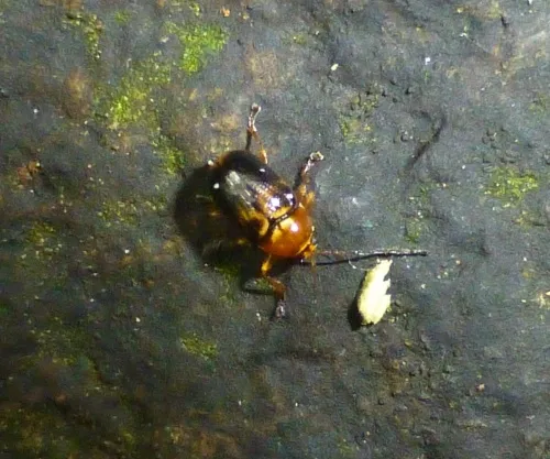 Cryptocephalus pusillus - photo 2