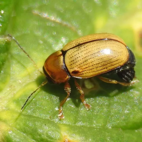 Cryptocephalus pusillus - photo 3