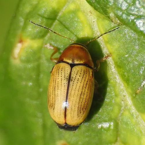 Cryptocephalus pusillus - photo 4