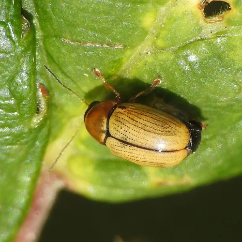 Cryptocephalus pusillus - photo 5