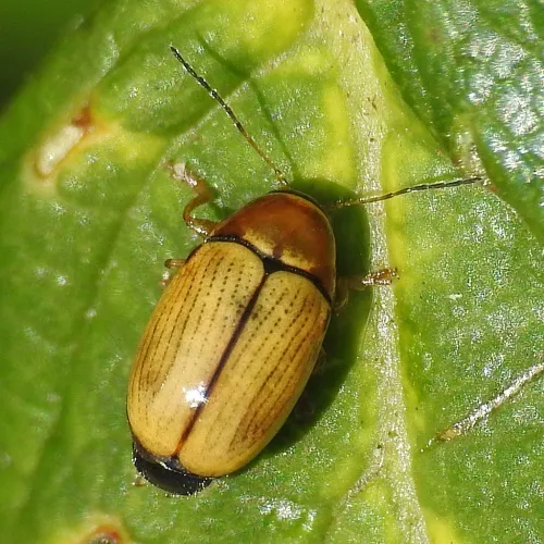 Cryptocephalus pusillus - photo 6
