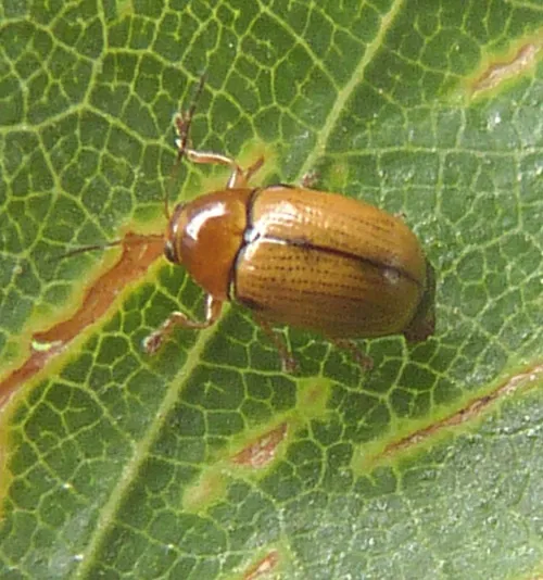Cryptocephalus pusillus - photo 7